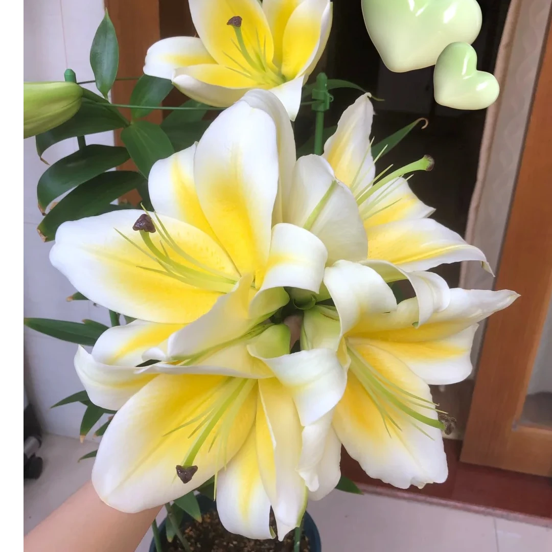 AA级严选百合-黄天霸【浓香型】顺丰冷链包邮