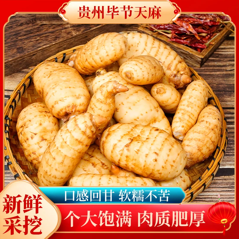 贵州毕节天麻个大饱满肉质肥厚新鲜采挖发货