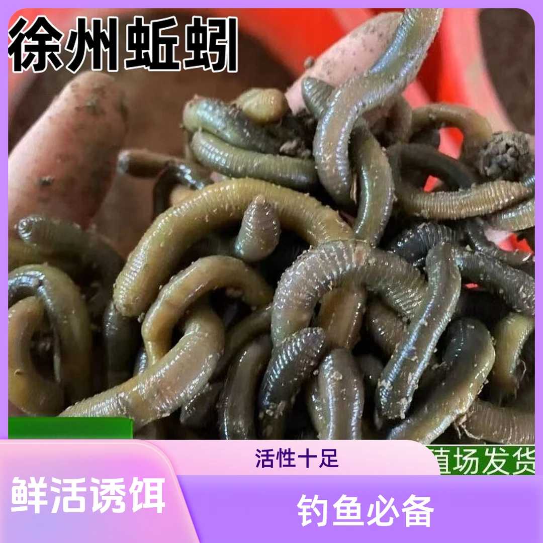 鲜活工具青蚯蚓黑蚯蚓特大钓鱼黄鳝诱饵活鱼饵用品