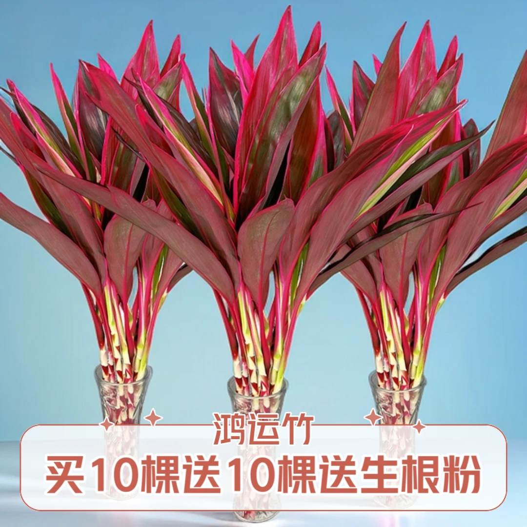 鸿运竹水培植物客厅红叶朱蕉水养竹子室内红竹盆栽花卉绿植