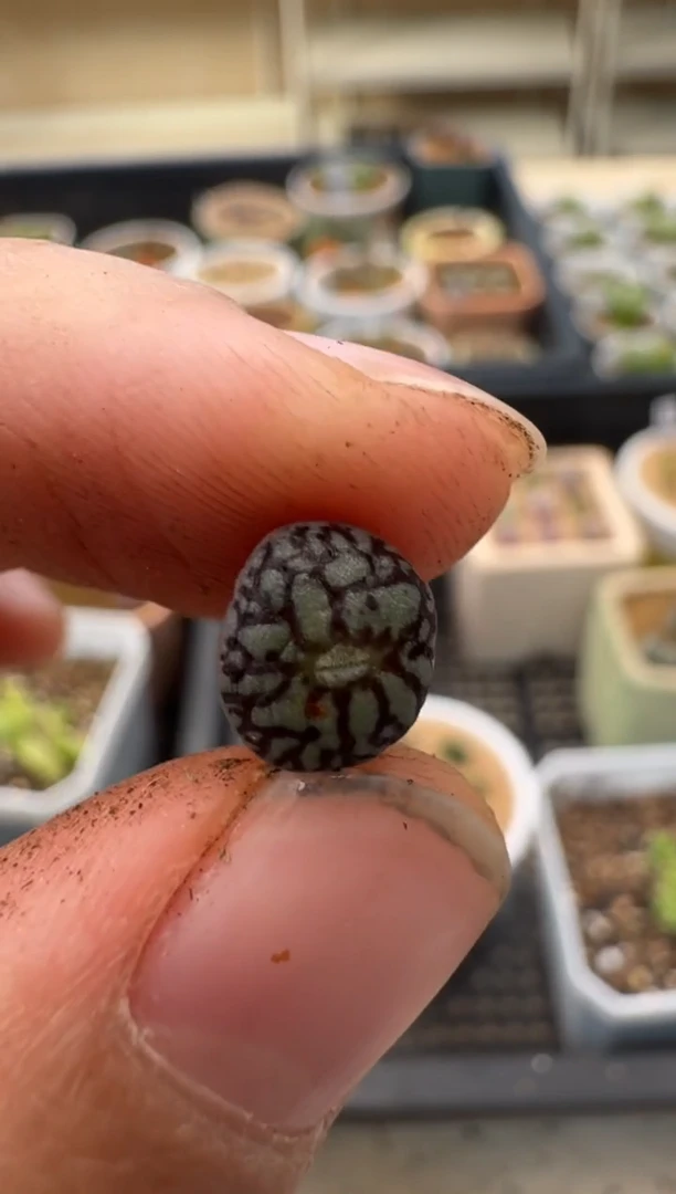 【闪购商品】2/4-10