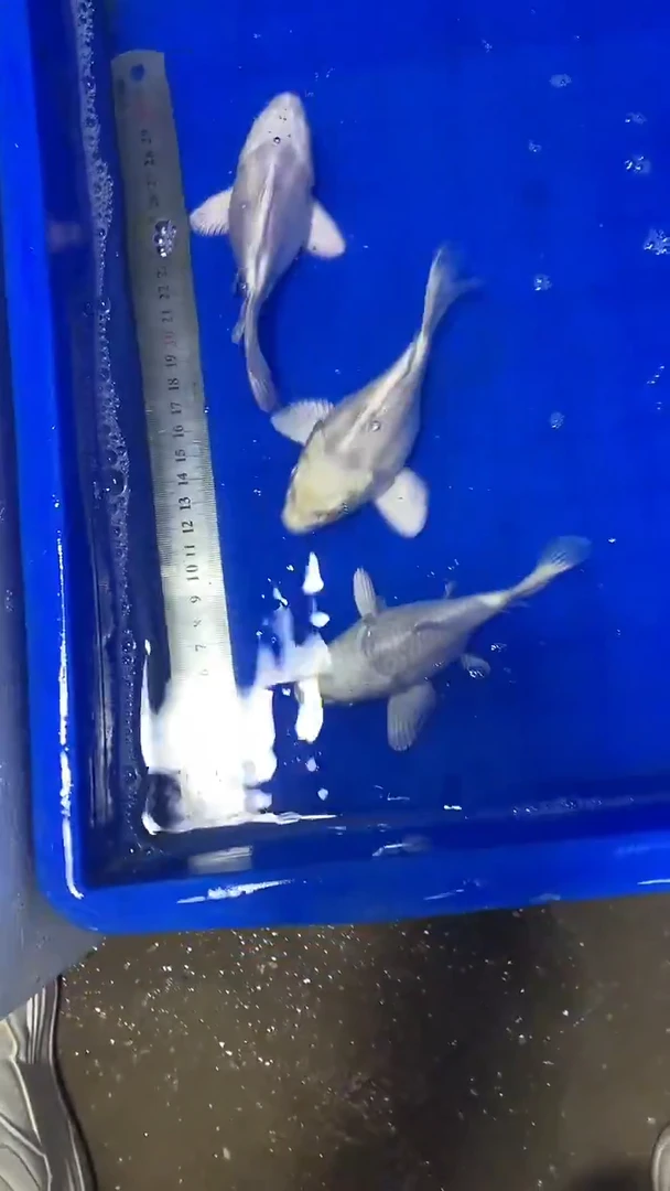 蝴蝶鲤鱼蝴蝶鲤直播选鱼专用链接