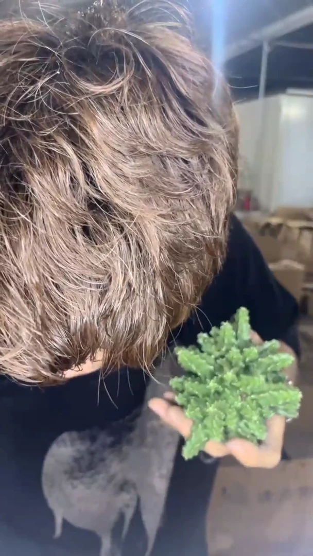 多头 水仙情郎【带根】