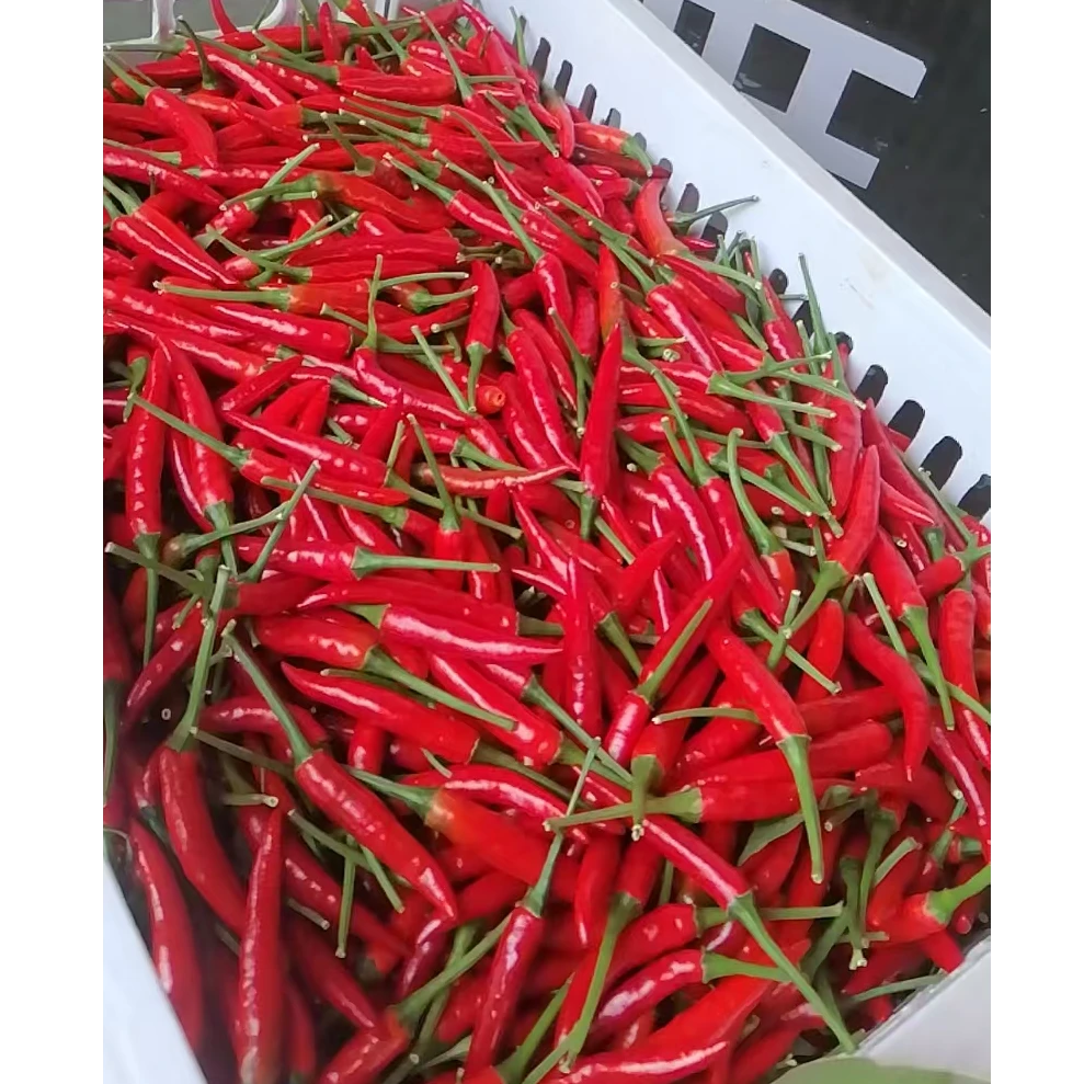 【干部助农代购】贵州小米辣高山生态种植现摘现发