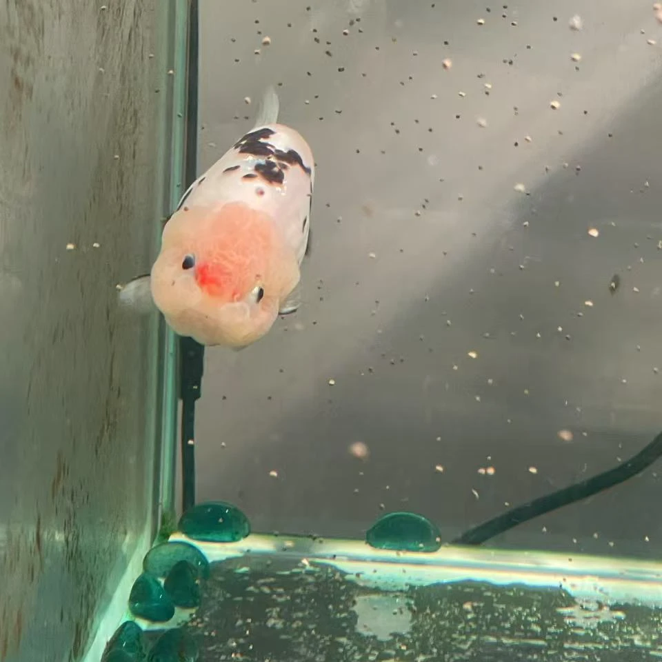 L 五条5-7公分 精选苗 国潮金鱼兰寿鱼苗奶牛苗随机发货