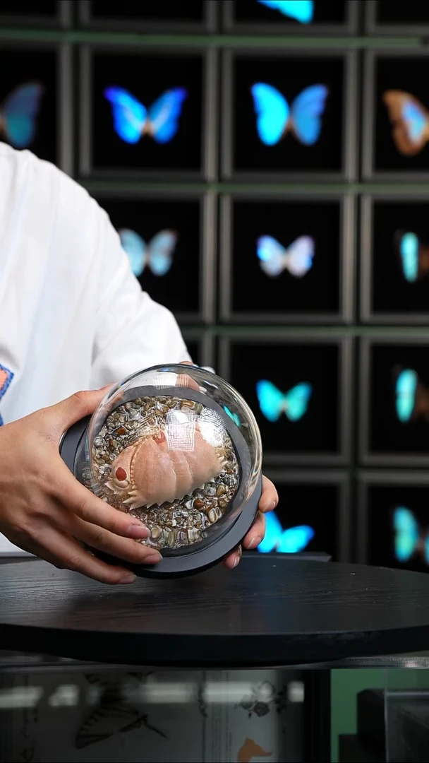 馒头蟹标本玻璃罩款