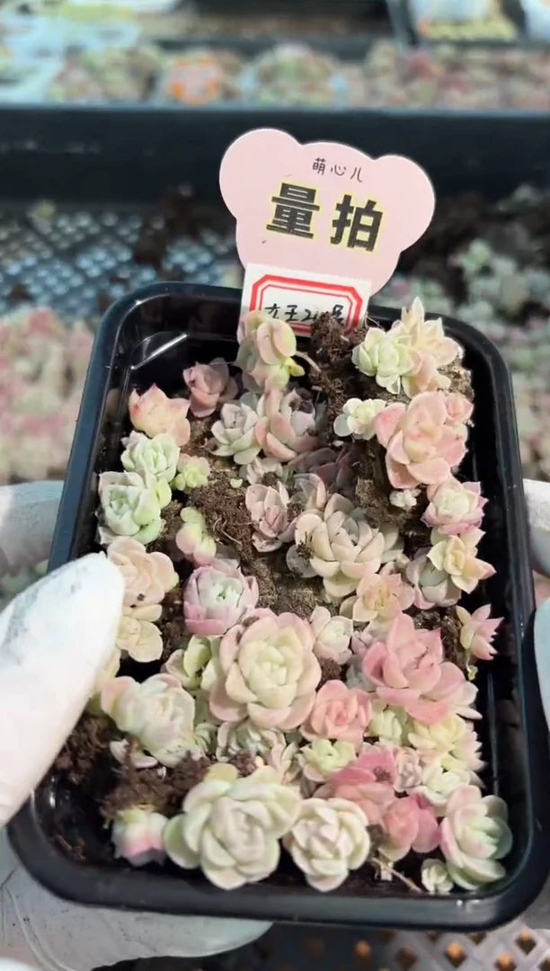 女王24号切糕1盒 量拍混发