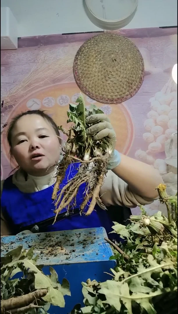 少量花朵（建议范围：2朵-5朵 或40%以下）平***园蒲公英