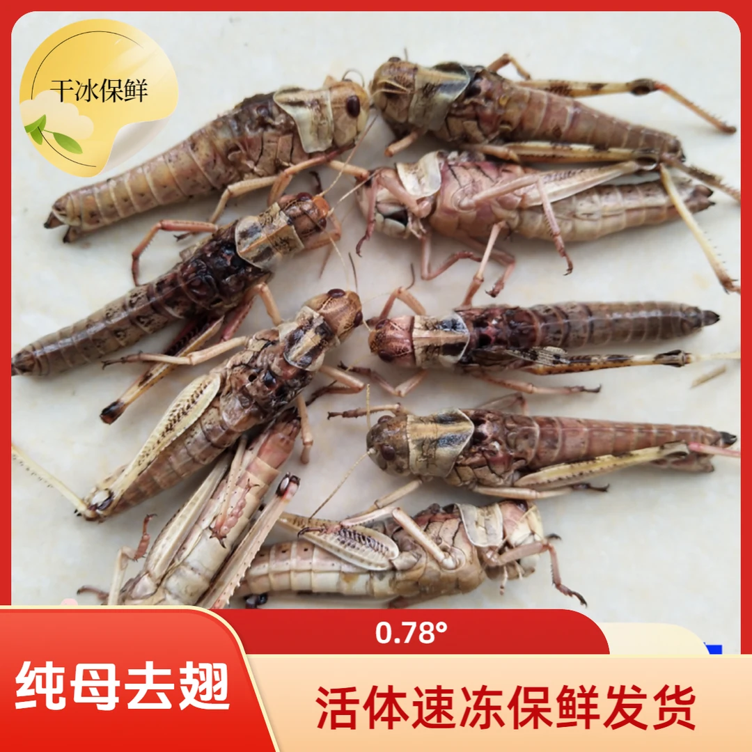 新鲜速冻蚂蚱蝗虫批发蚱蜢带籽纯母去翅纯母蚂蚱包邮烧烤油炸吃
