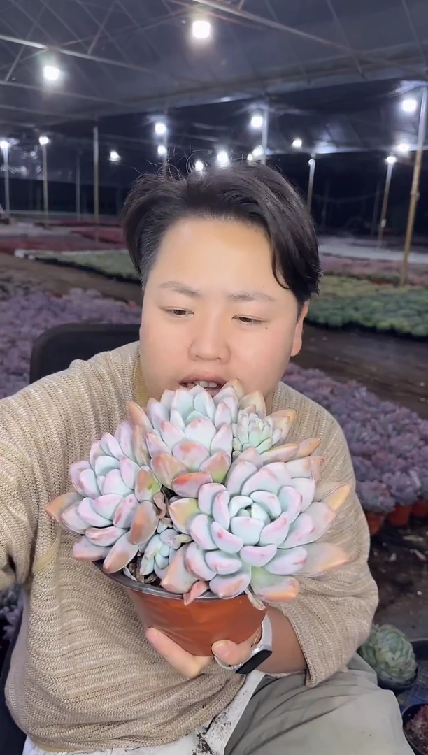 3头起奥普18CM  5.88