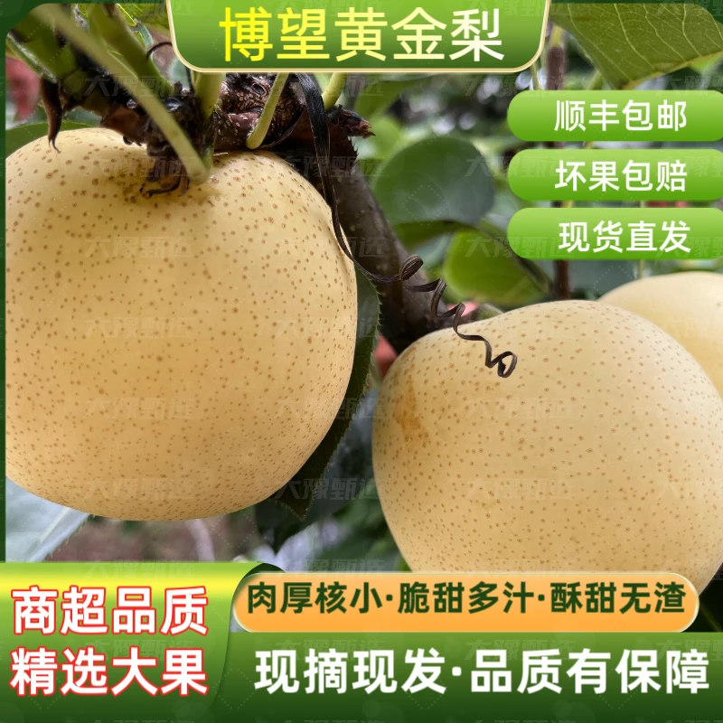 正宗博望核心产区黄金梨新鲜脆甜多汁黄金梨当季水果酥梨新鲜薄皮