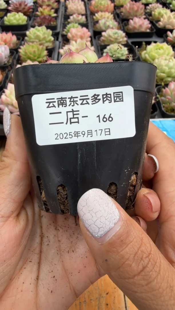东云多肉园二号店-166