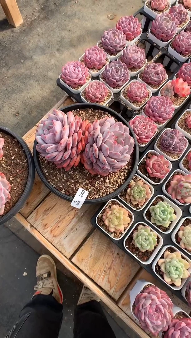 【闪购商品】240梦露一物一拍