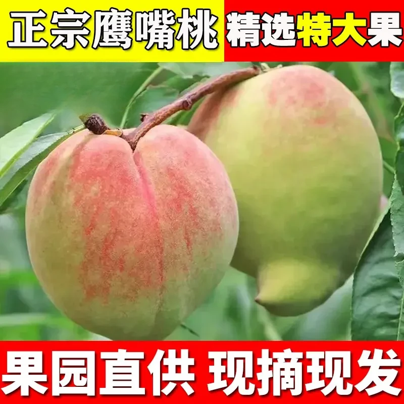 【包甜包脆】正宗脆甜高山鹰嘴桃美味新鲜现摘应季桃子非连平云南