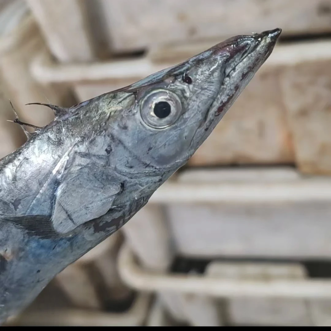 [补贴]大连本地小眼油带鱼（17-18条嫌小勿拍）净重发4斤顺丰