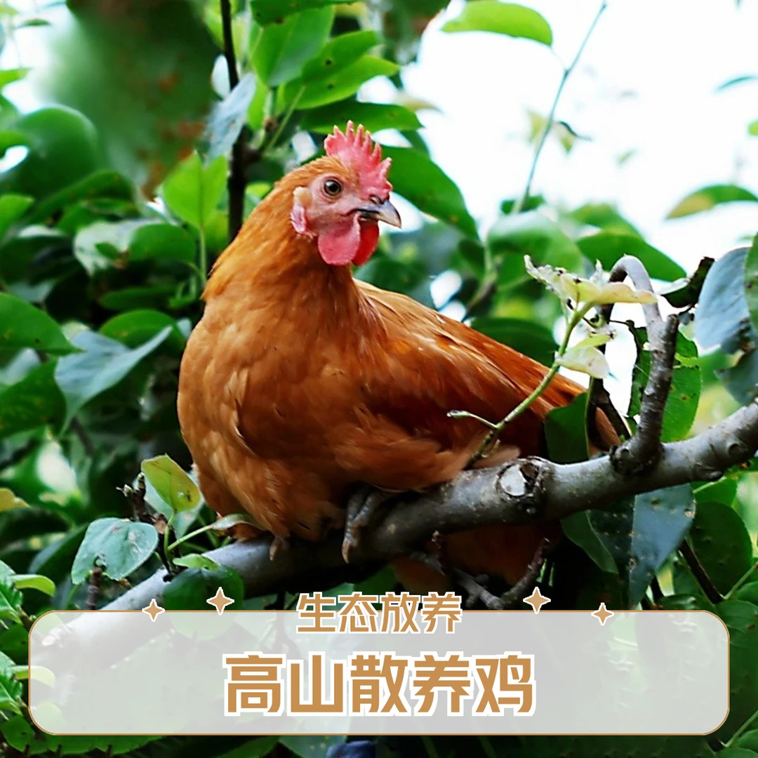 高山林间散养生态放心童子鸡散养仔公鸡高蛋白跑山鸡约1.5斤2只 长高鸡烧烤食材鸡肉同城配