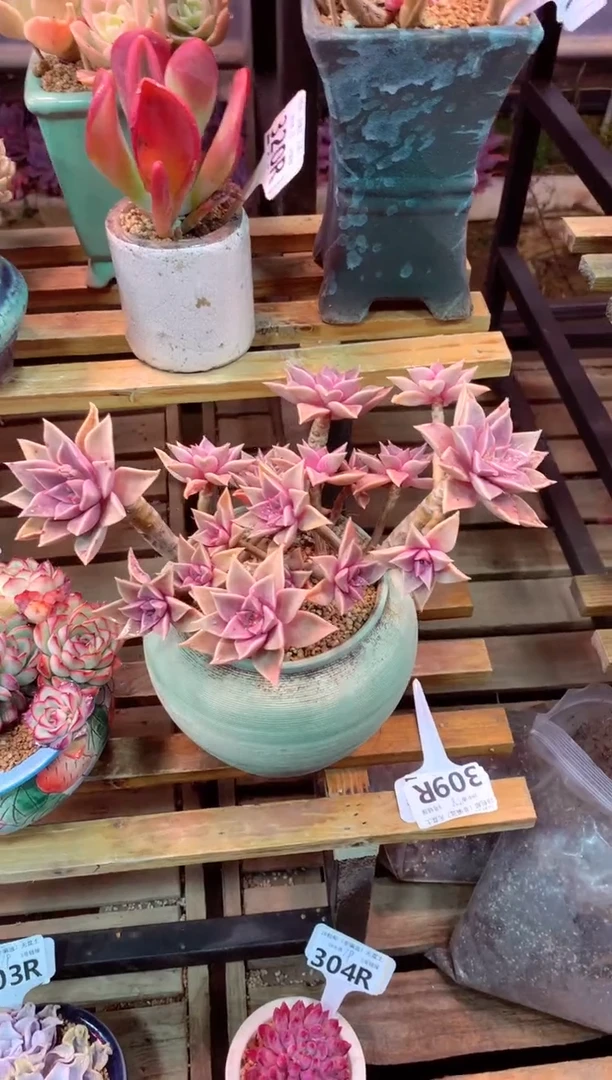 309R只走物流（一物一拍，精品多肉，所见即所得 ）