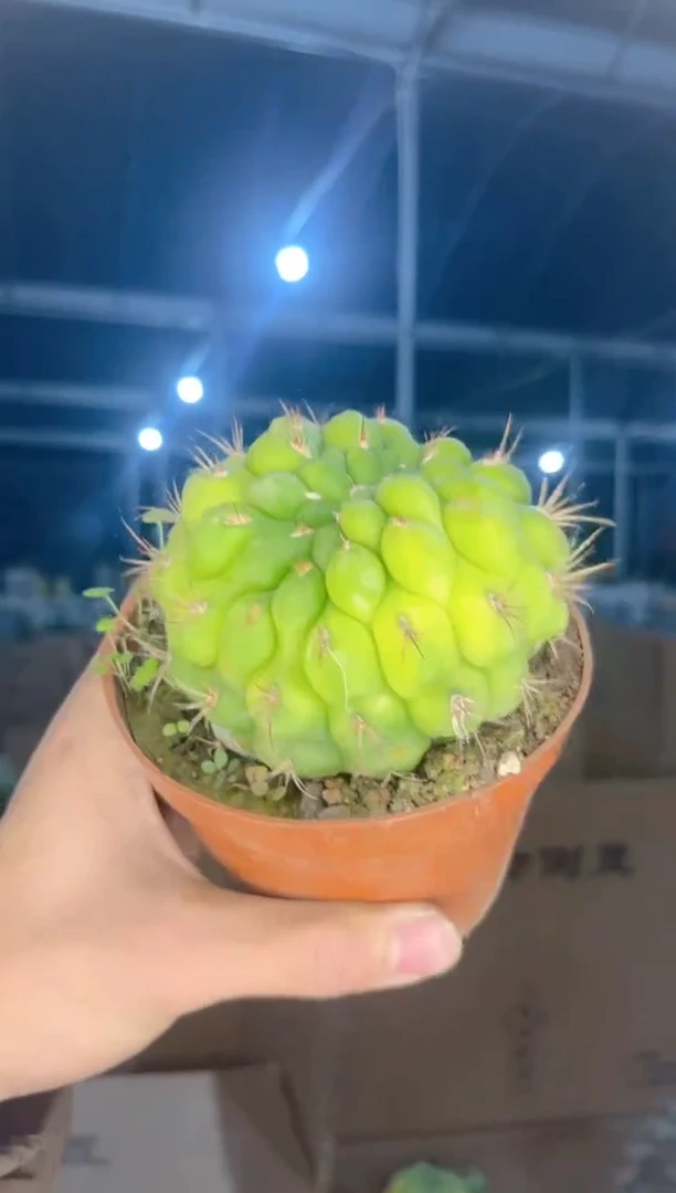 【闪购商品】一物一拍 单头 天紫玉 缀化 锦