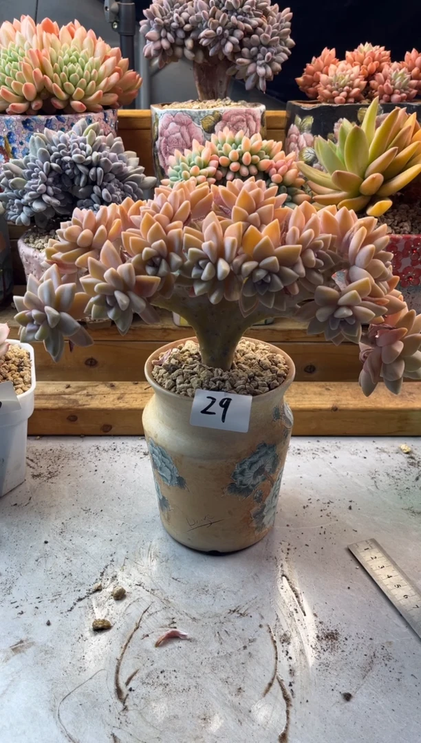 密***姐12.14-29淡雪缀化1111111111