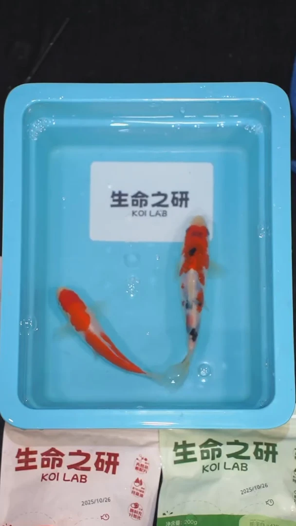 锦鲤血统大正锦鲤红白锦鲤芥子鲤锦鲤观赏鱼
