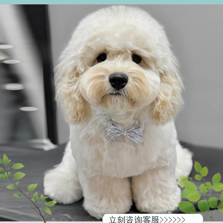 【可卡熊】宠物活体狗狗温顺批发狗厂包活