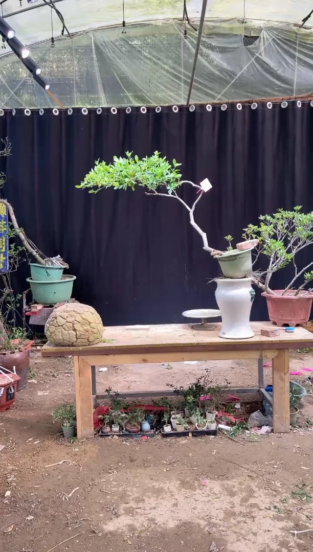当前无花朵，栽培后可花朵用**林海岛栀子花