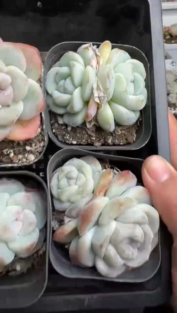 【闪购商品】164号到手1框--江北多肉