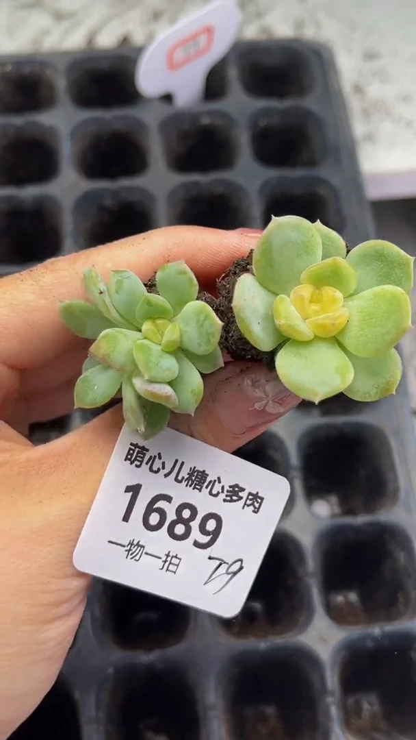 1689 t9多肉植物