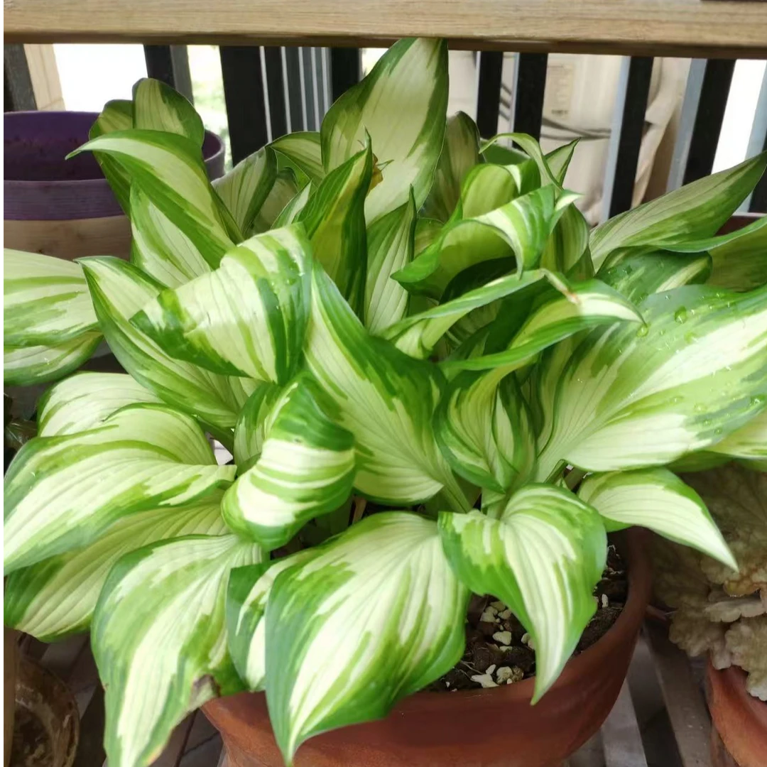 花叶玉簪 7月开花 淡蓝色 多年生 2加仑盆