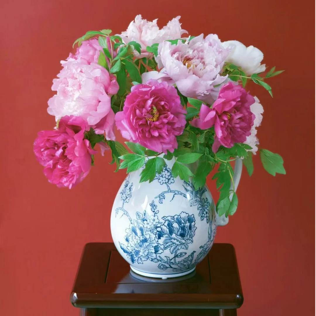 《3A-牡丹鲜花 混搭色》年宵花 山东菏泽基地直发