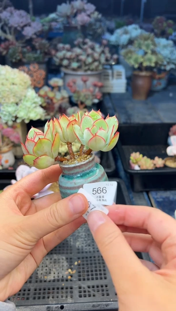 倩**房567                  花盆