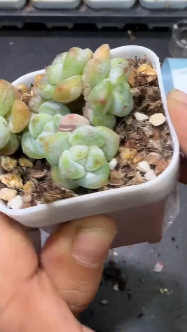 36号到手（1）棵-江北多肉