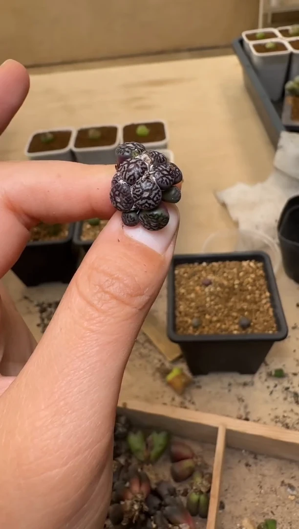 【闪购商品】1/21-170