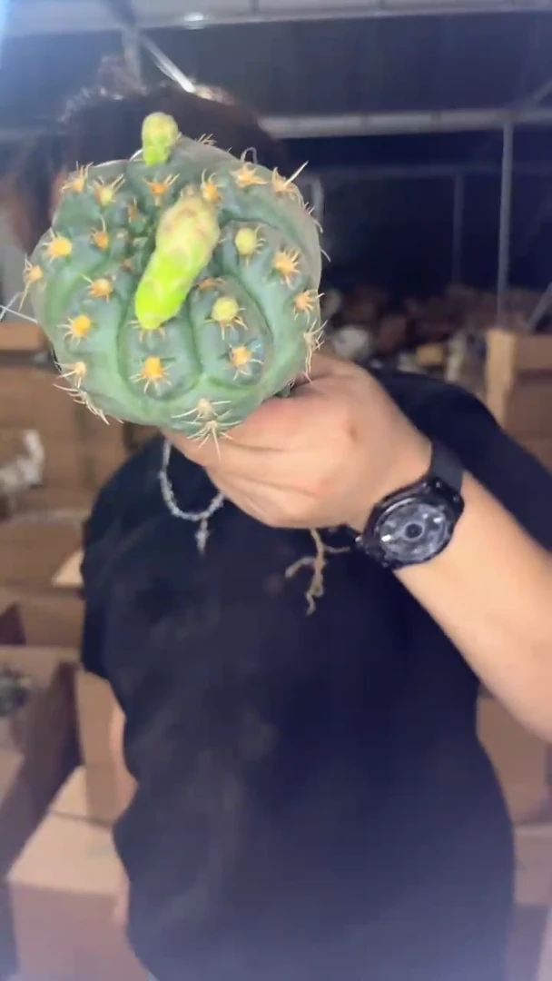 美花海王【嫁接】8-10cm