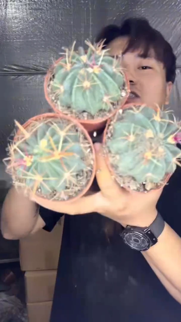 3颗 实生根 宽刺日出 6-8cm