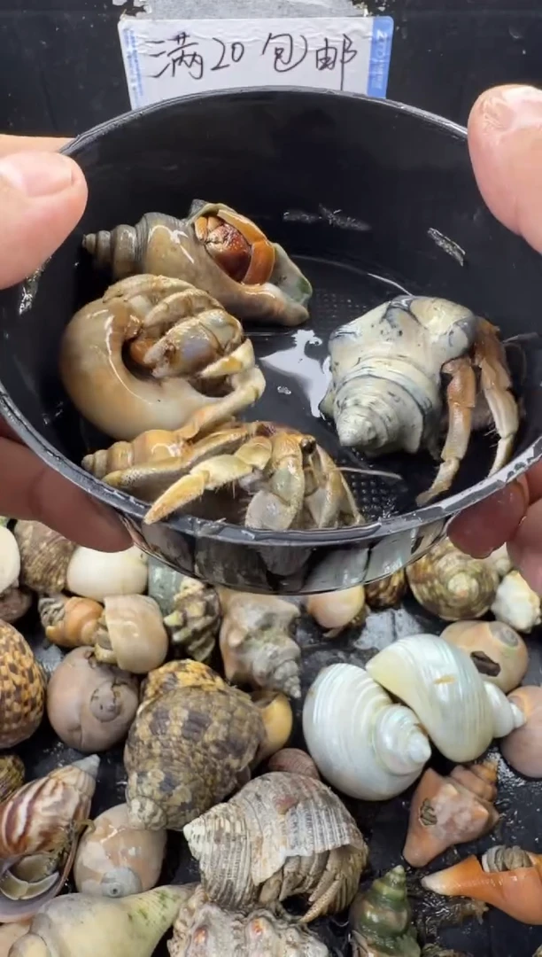 奥瓜四只包活到手两只，不包全品