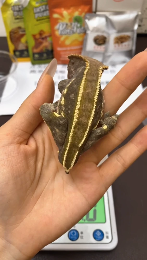 肥尾守宫鳞与尾 Scale Tail 爬宠PJ7