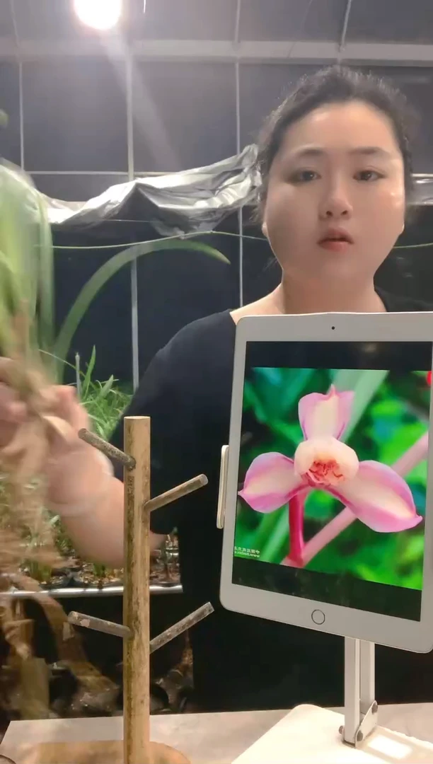 大部分开放少量花苞聞*來七彩红梅
