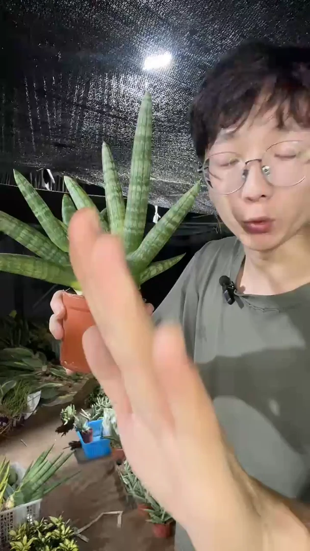 佛手兰带盆土带1仔12.8