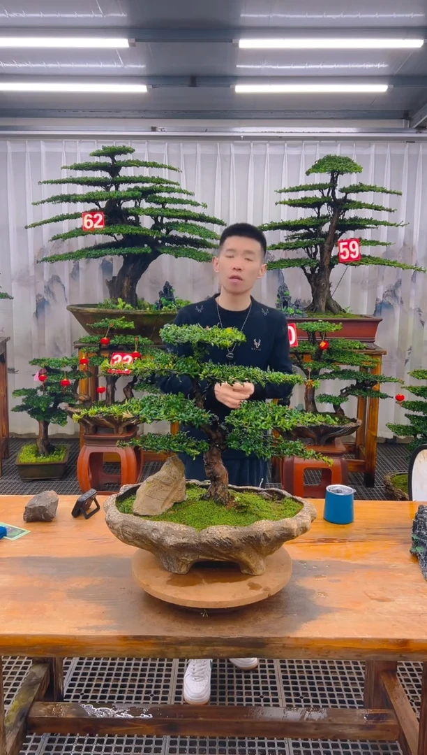 无花朵精品盆景直播间一物一拍