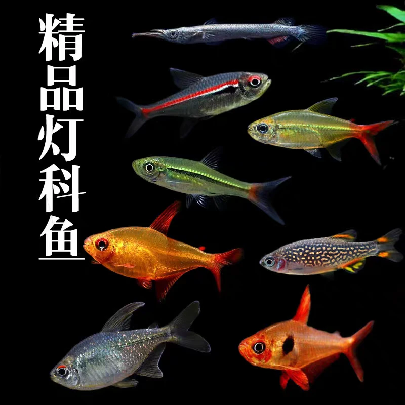 小型热带观赏鱼 灯科鱼 品类合集 淡水好养易活草缸混养