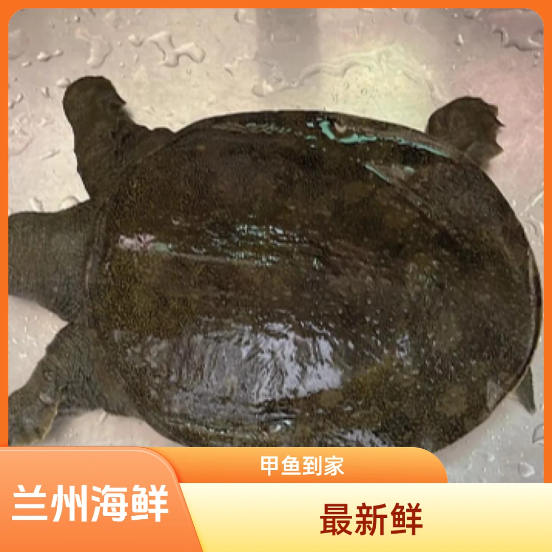 兰州航行海鲜《鲜活》小甲鱼一只1斤到1.2斤精品