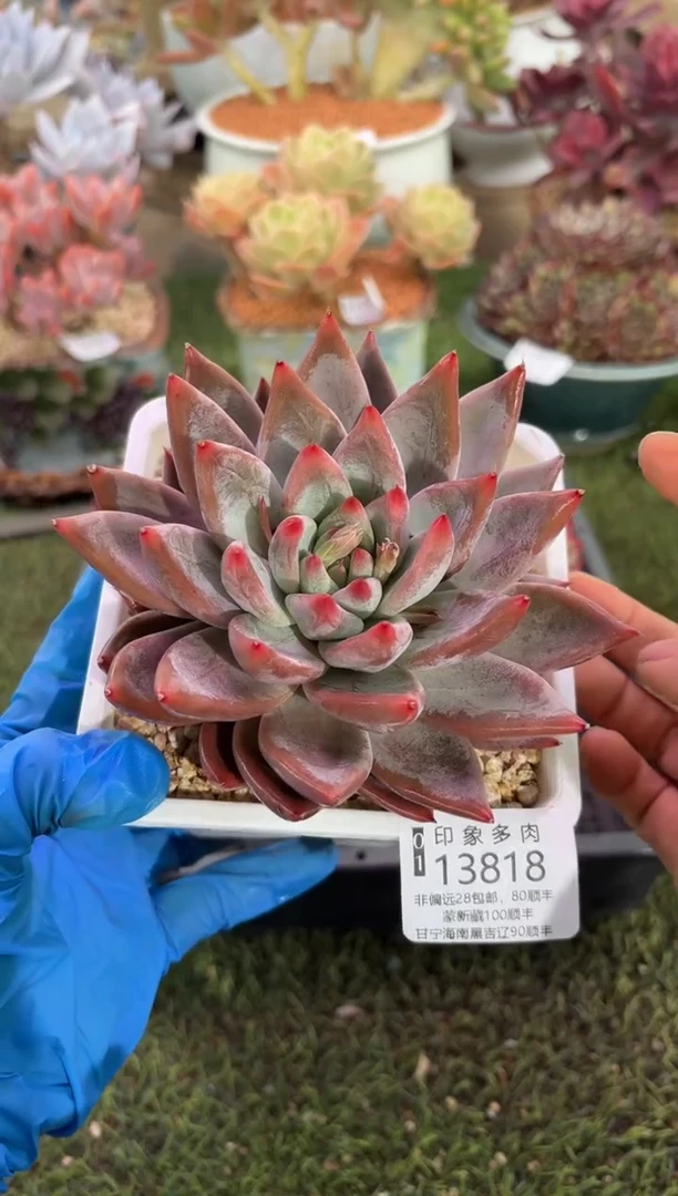 【闪购商品】13818