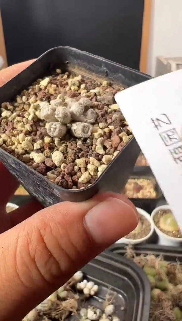 一物一拍          176