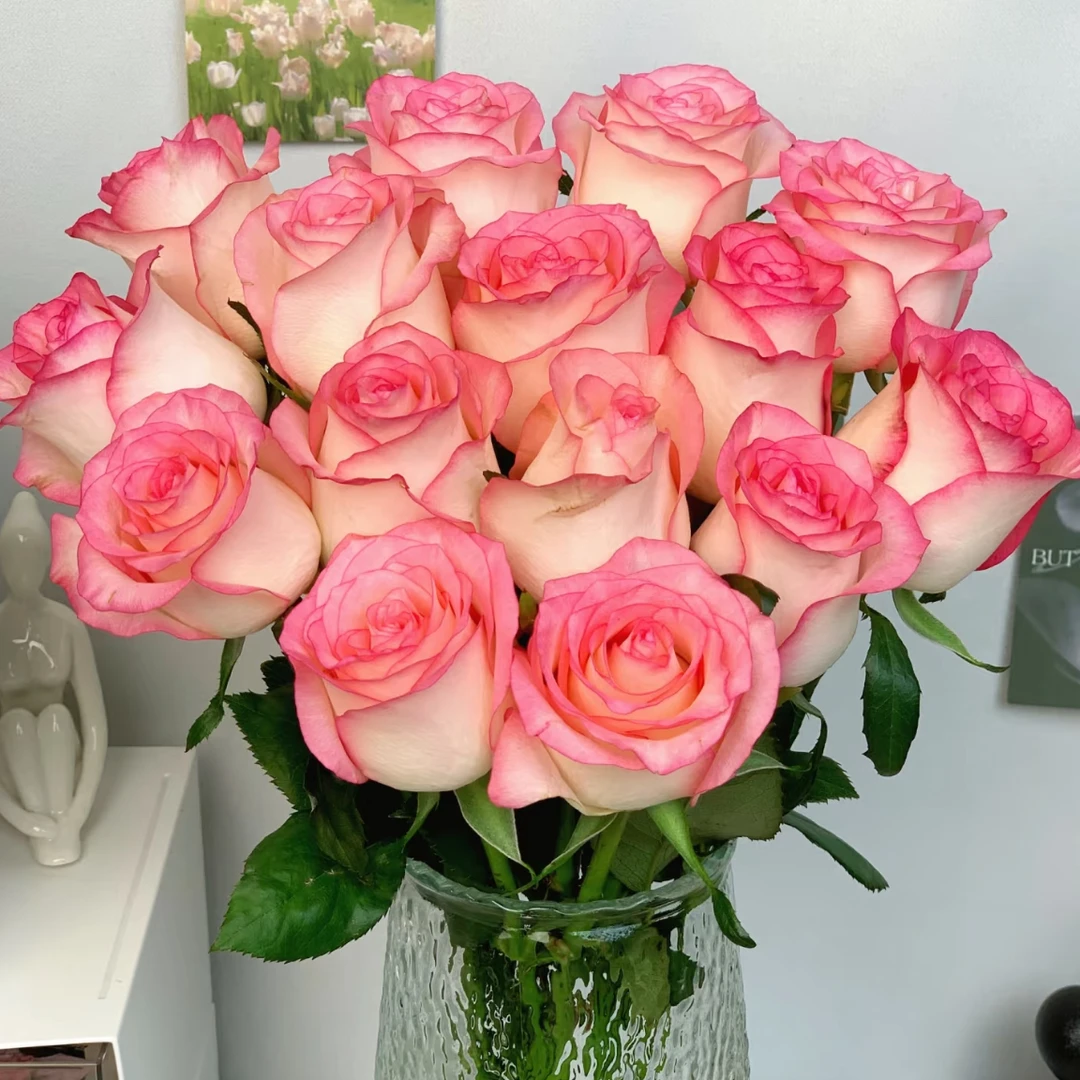 【香槟&艾莎】花期持久 产地直发