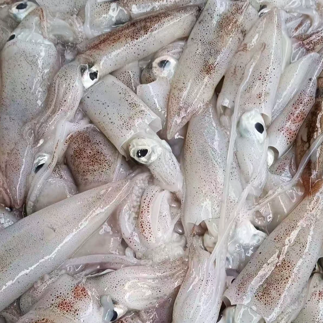 【顺丰 包邮】正宗大号带籽海兔新鲜鱿鱼鲜冻美味水产