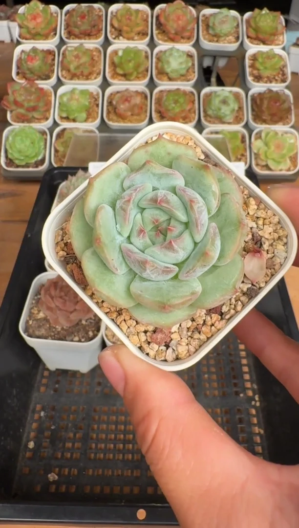 123a珍妮多肉(6.5cm杯）一物一拍 带盆土发