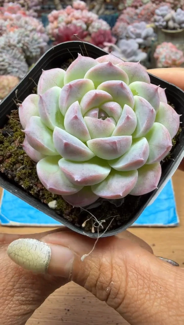 东云多肉园二店-81