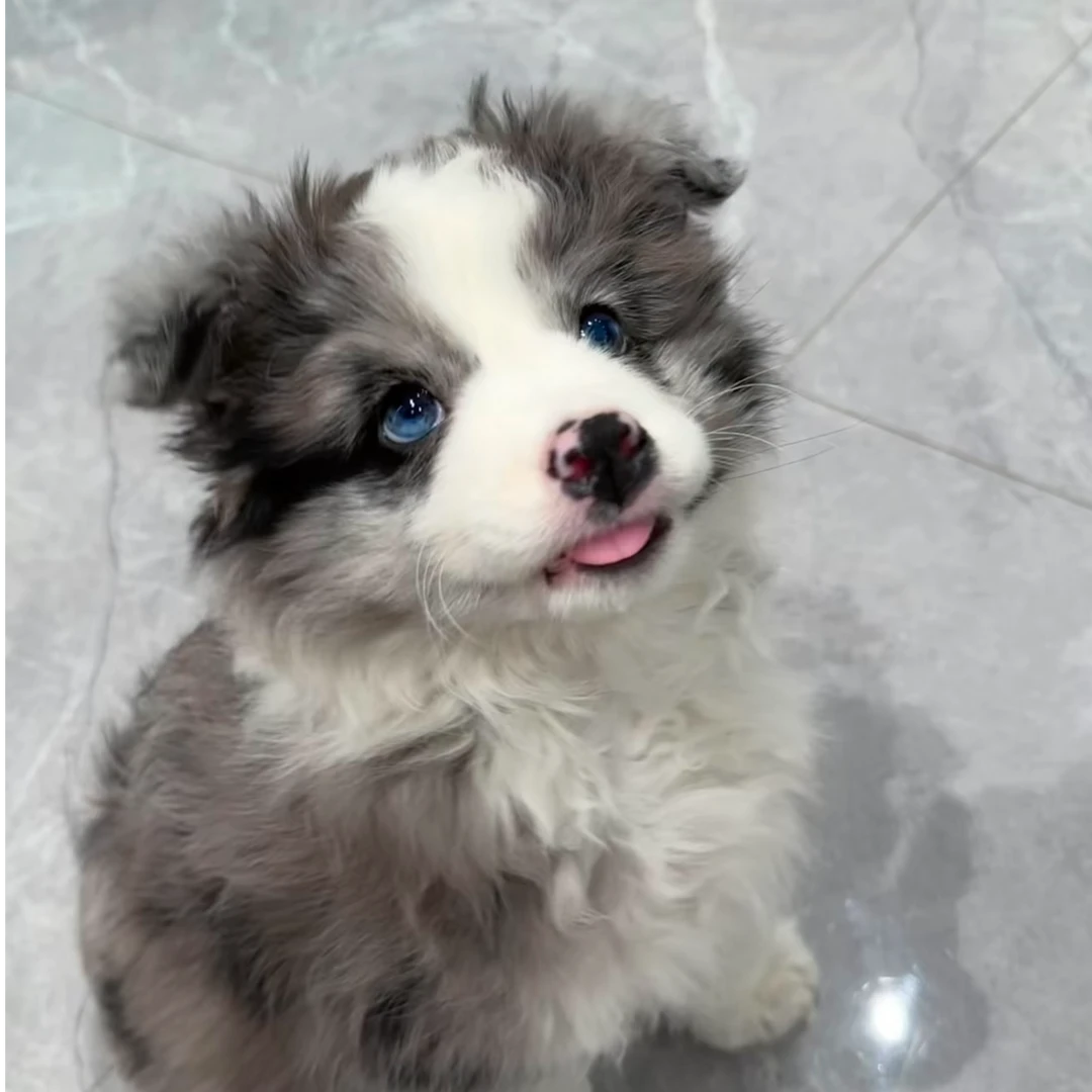 边牧狗狗活体售卖