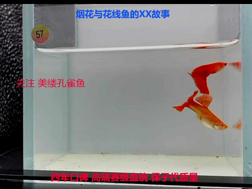 孔雀鱼大背超红福利一对